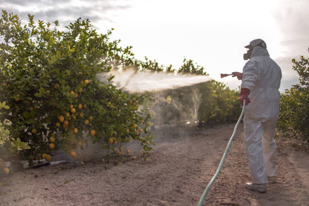 Best Ant Control Services  in Levelland, TX