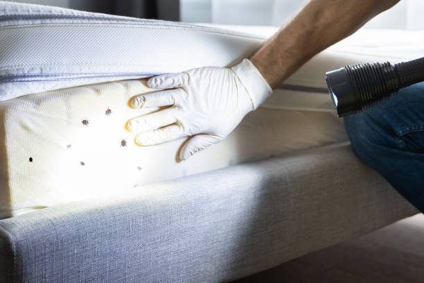 Best Best Pest Control Companies  in Levelland, TX