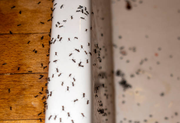 Best Pest Control for Homes  in Levelland, TX