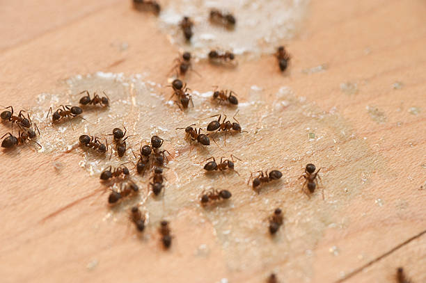 Best Local Pest Control Services  in Levelland, TX