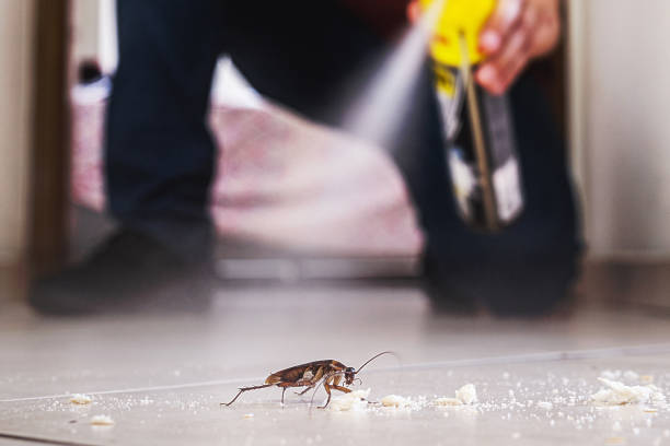 Trusted Levelland, TX Pest Control Experts